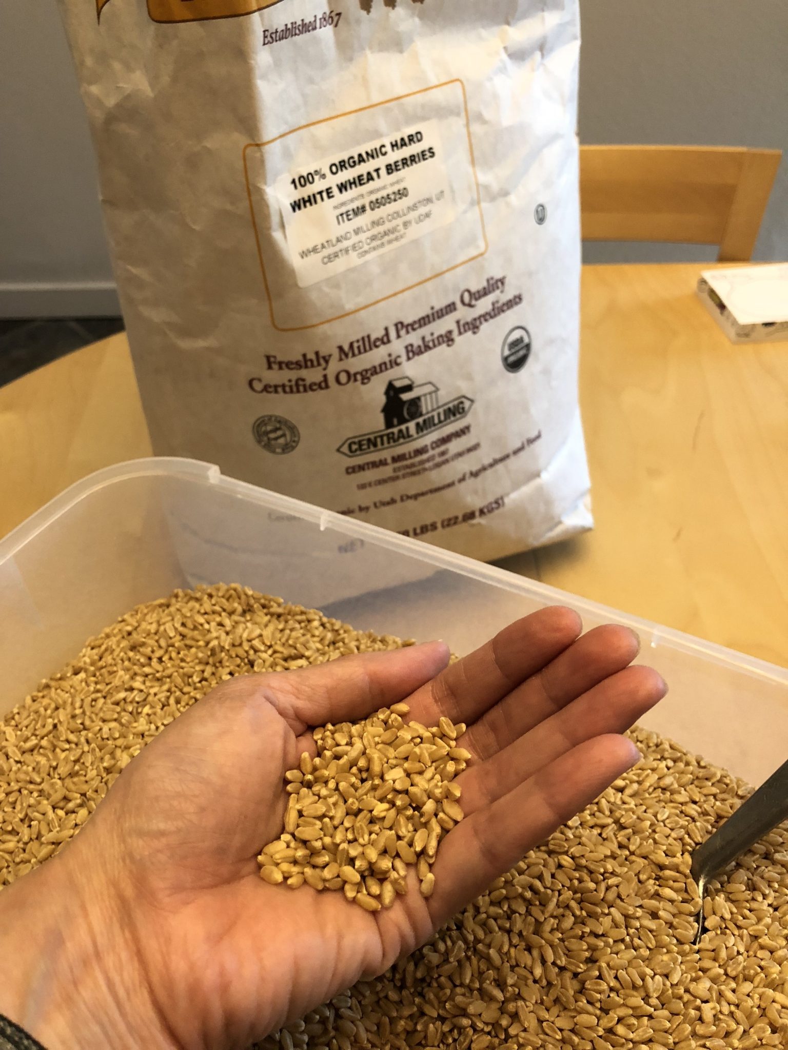 hard white wheat berries in hand