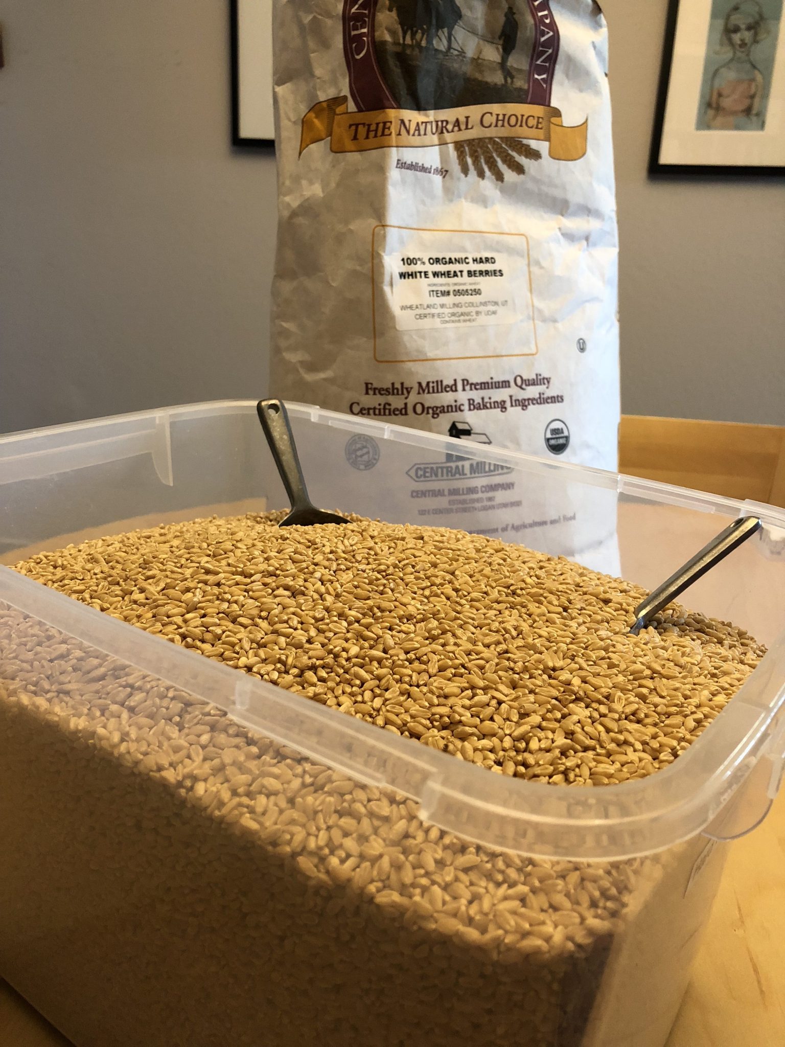 hard white wheat berries